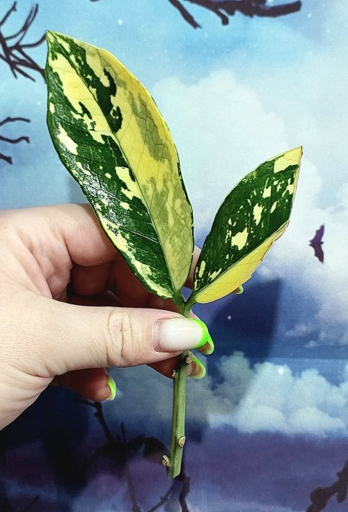Zamioculcas Queen