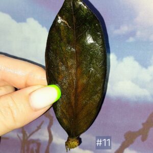 Zamioculcas Black Orange