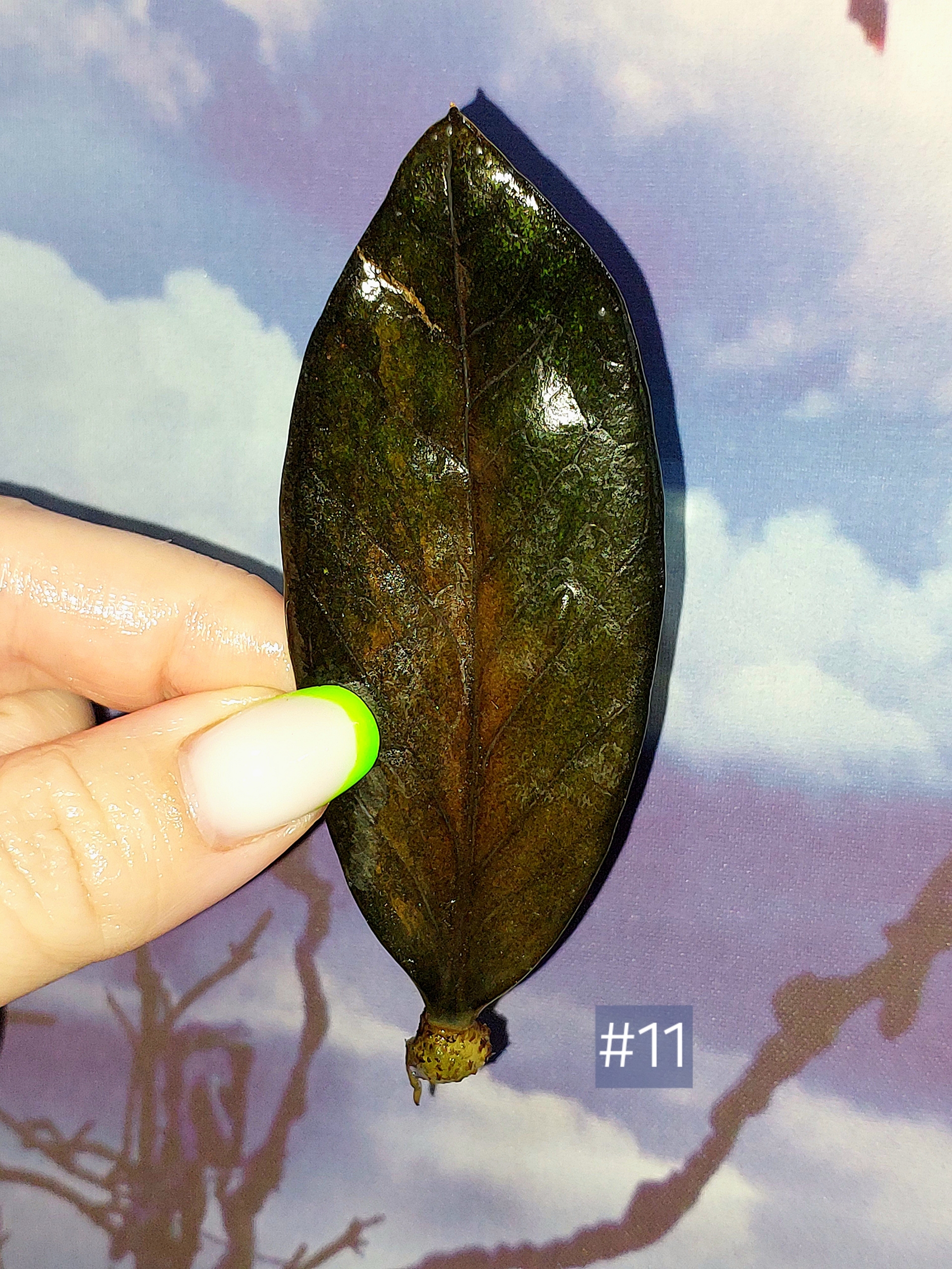 Zamioculcas Black Orange