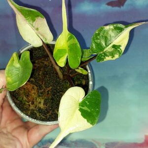 Alocasia Stingray Pink Albo Variegated