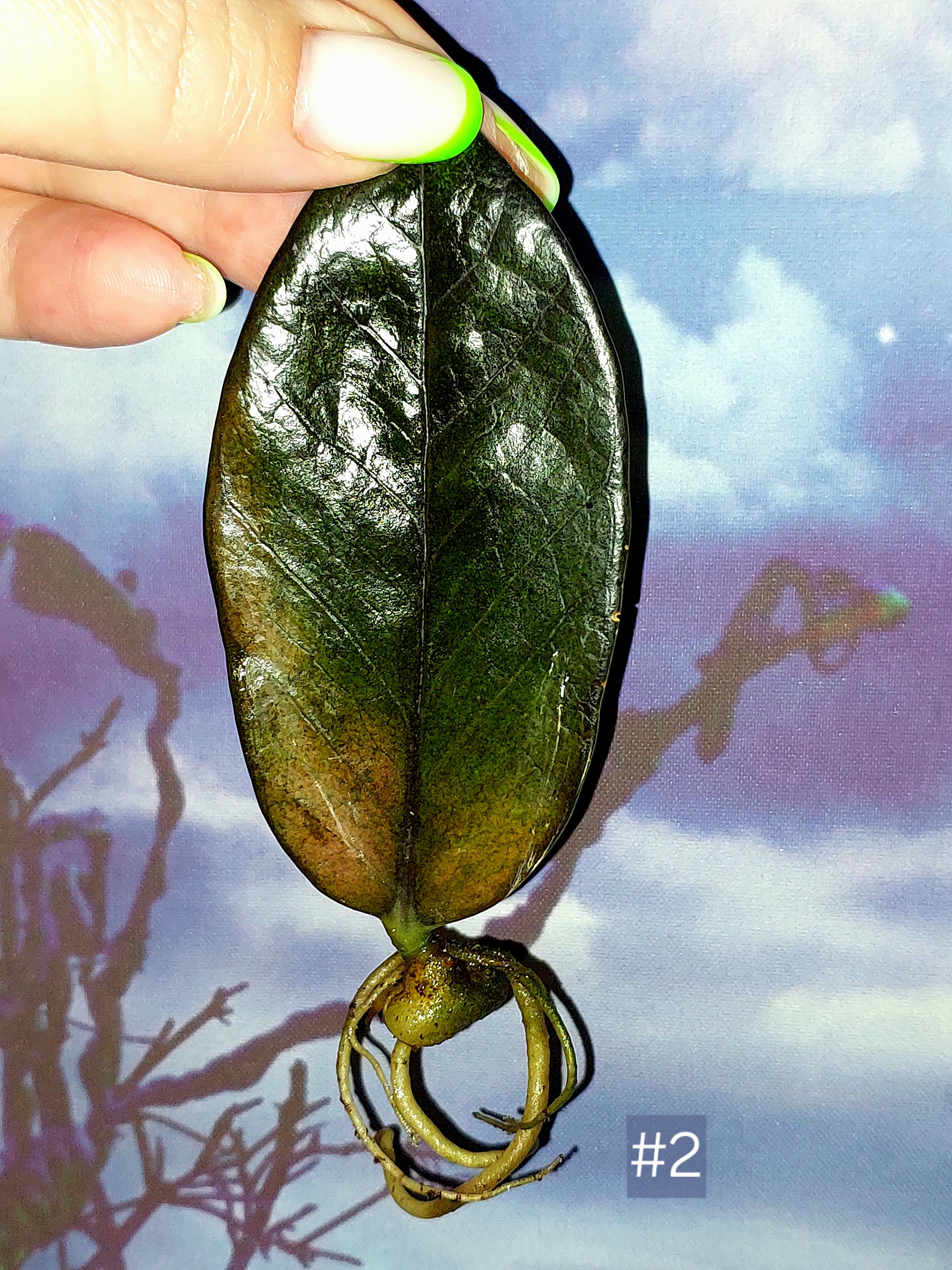 Zamioculcas Black Orange