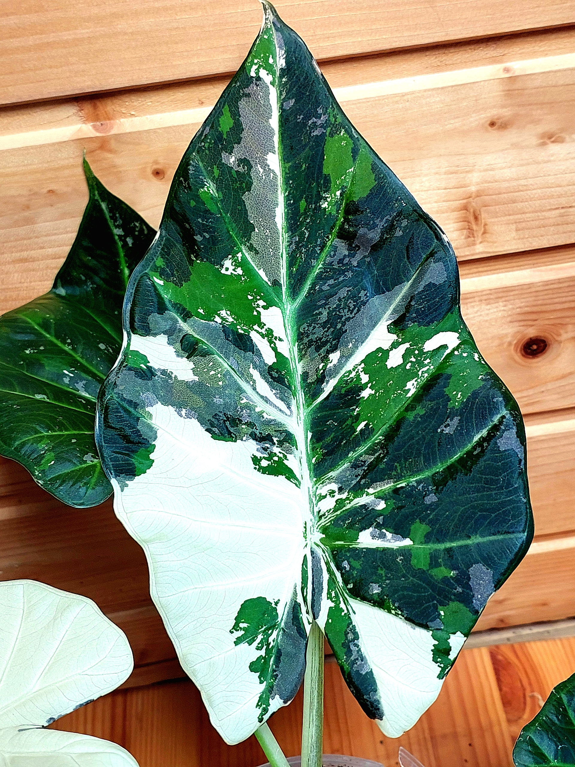 Alocasia Regal Shields Albo Variegata