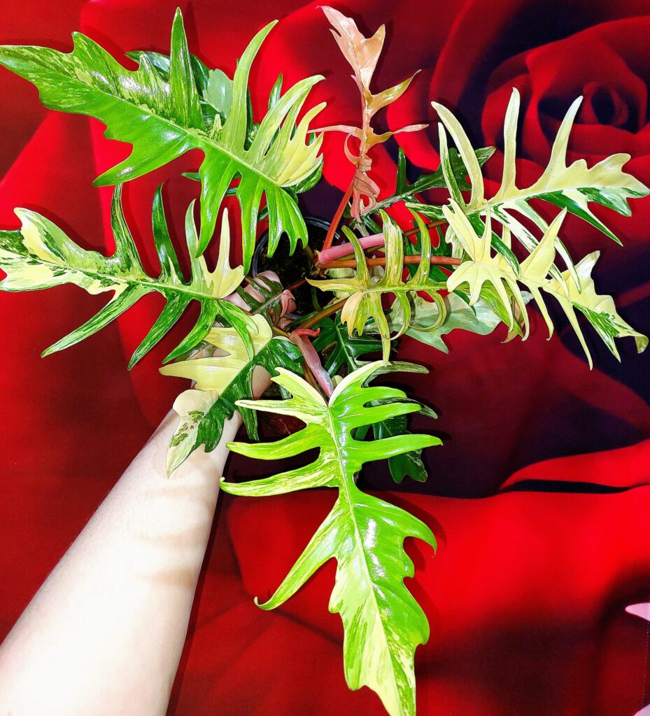 Philodendron Florida × Tortum hybrid