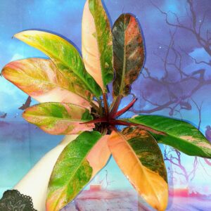 Philodendron Imperial Red Variegated