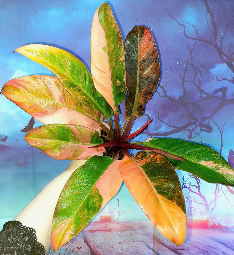 Philodendron Imperial Red Variegated