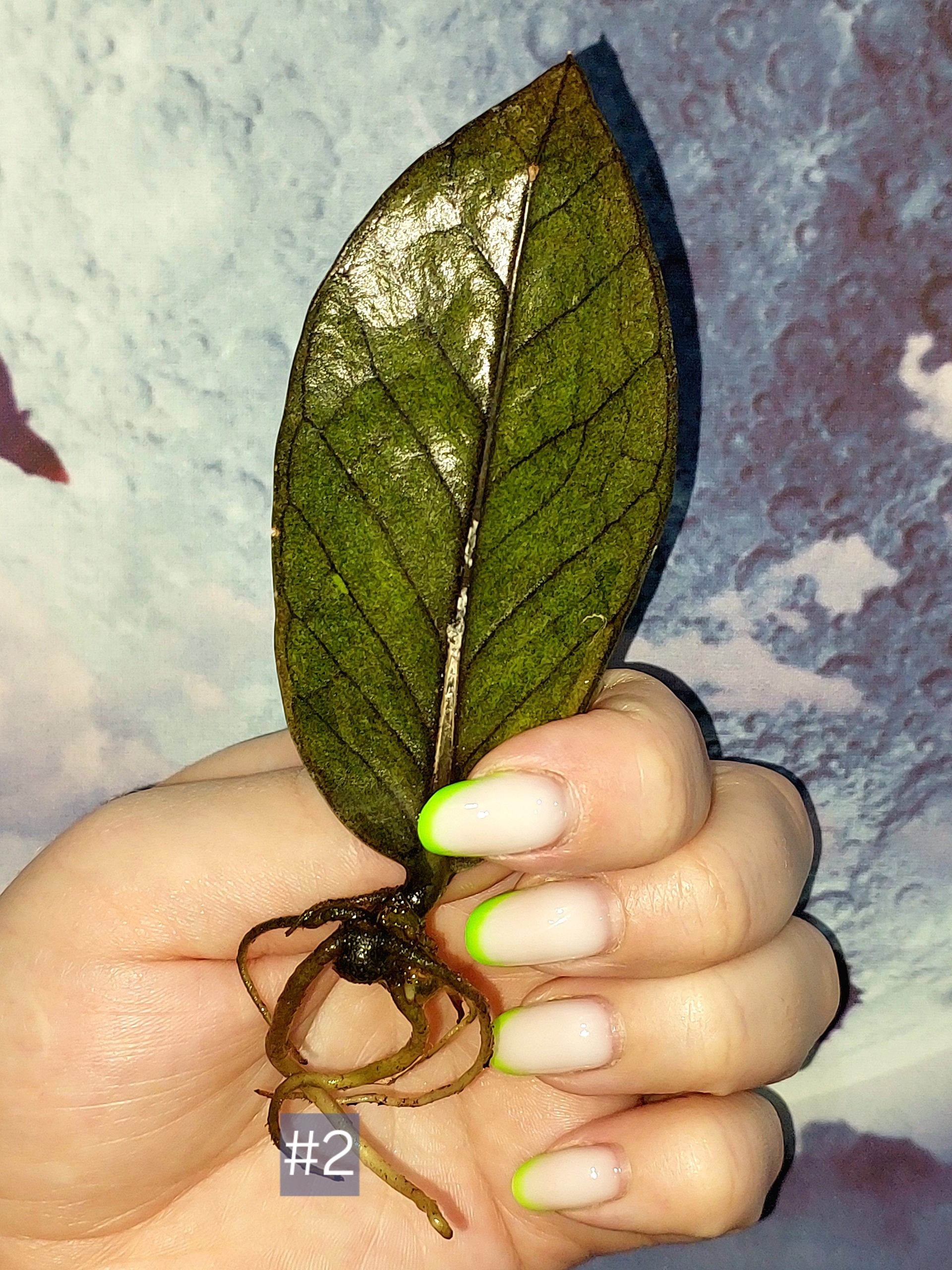 Zamioculcas Black Orange