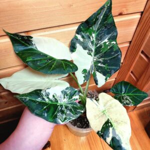 Alocasia Regal Shields Albo Variegata