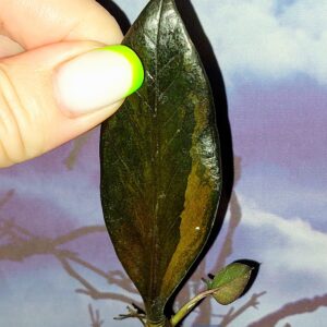 Zamioculcas Black Orange