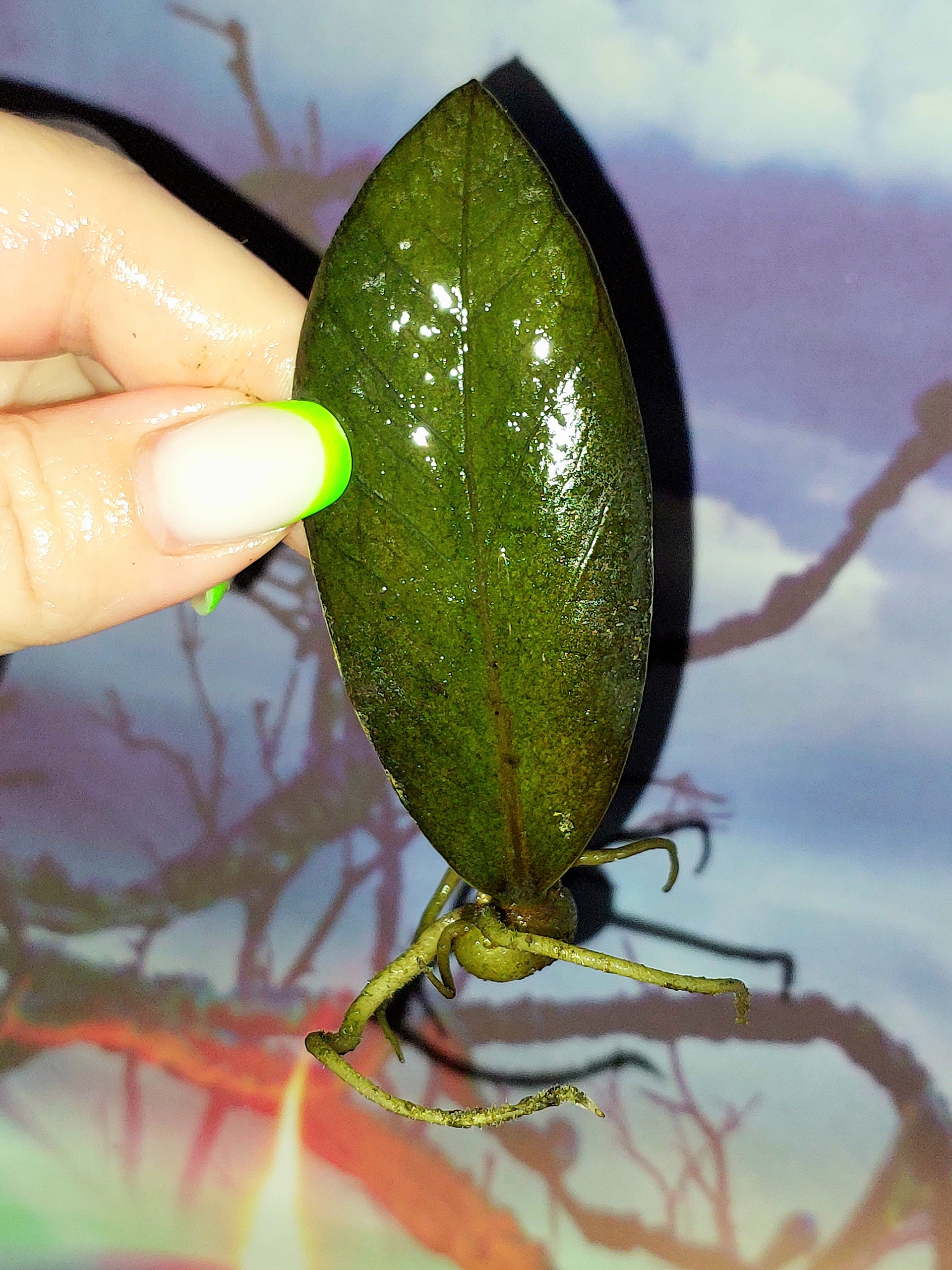 Zamioculcas Black Akebono