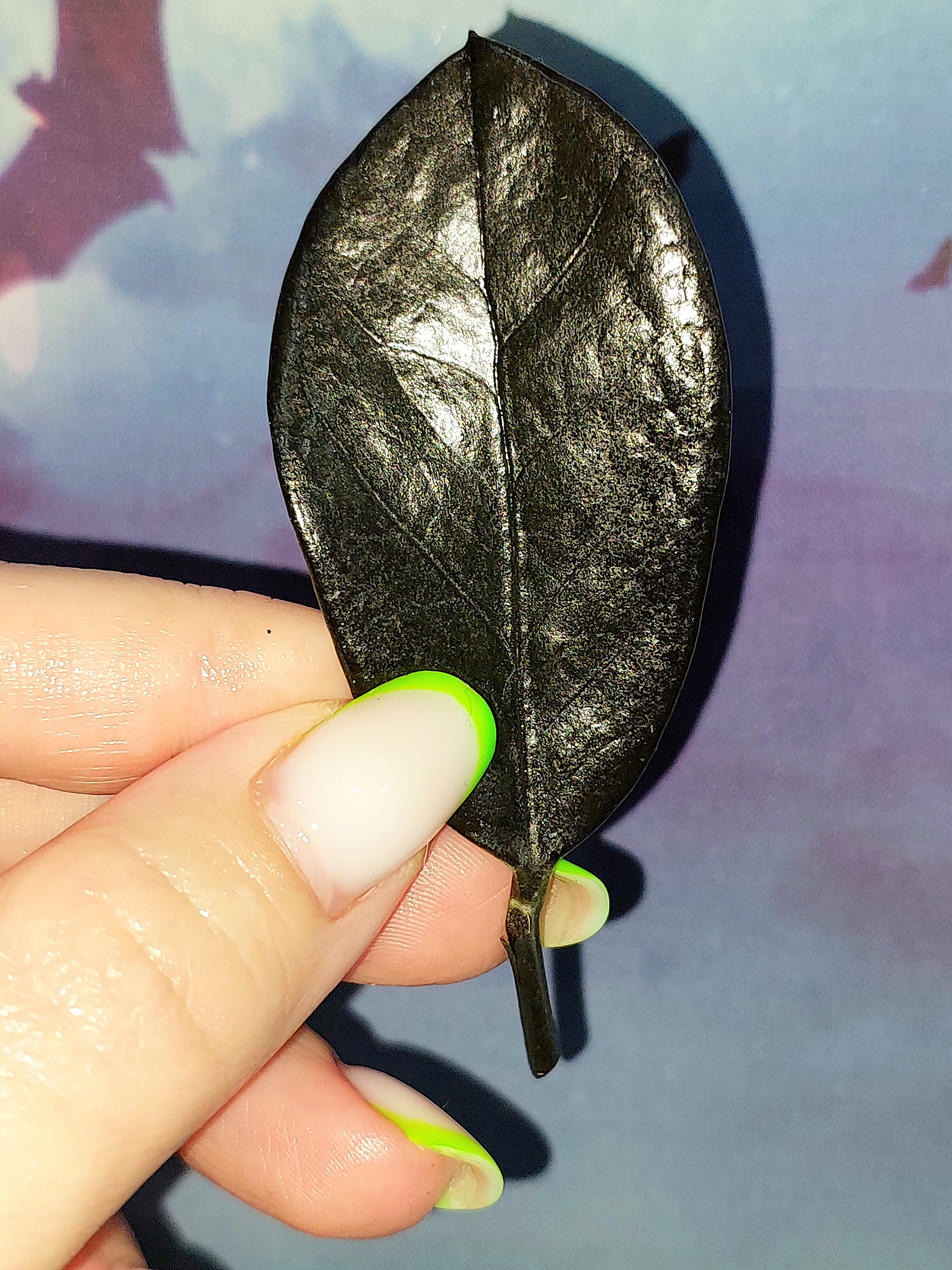 Zamioculcas Black Akebono