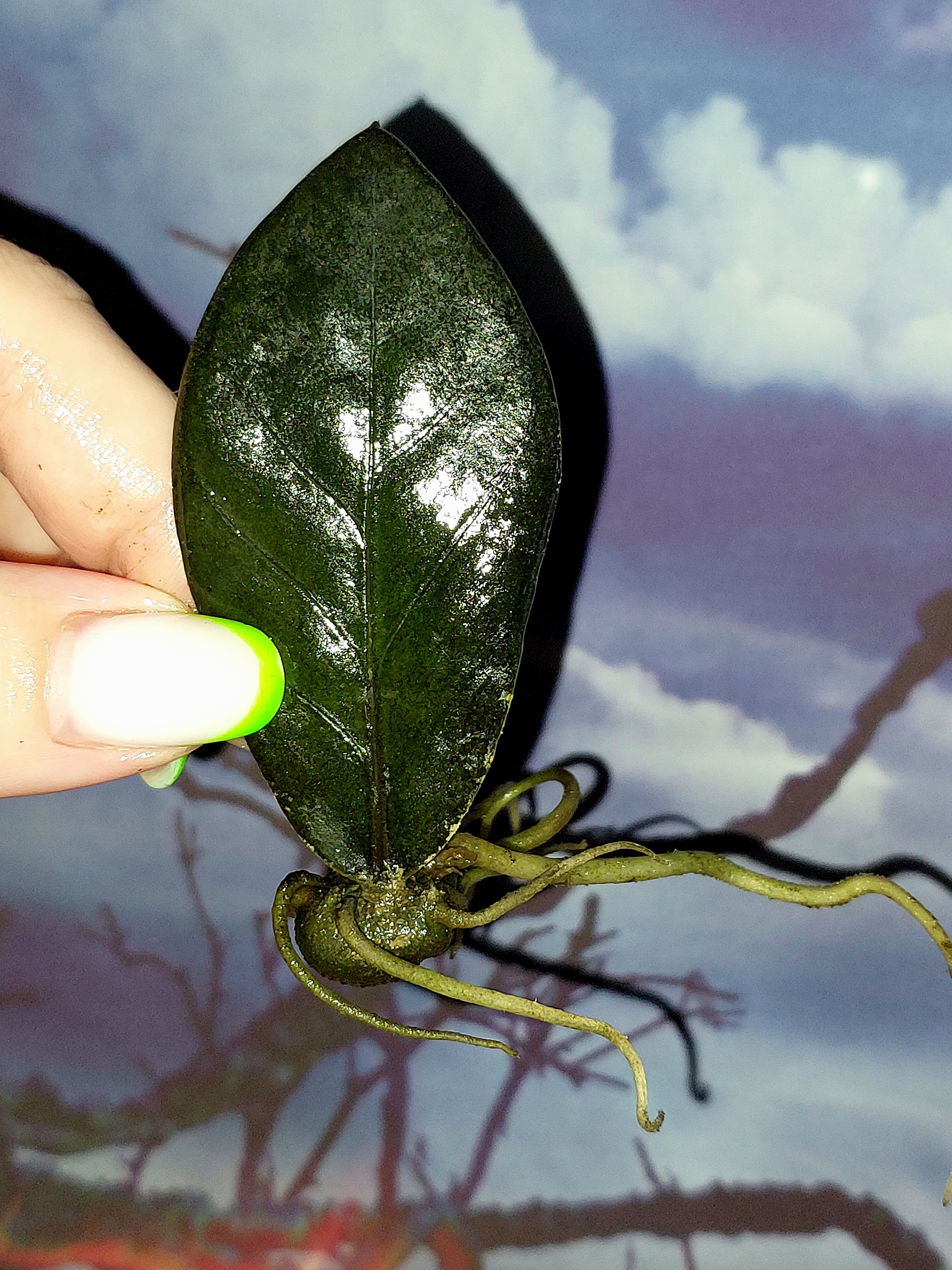 Zamioculcas Black Akebono