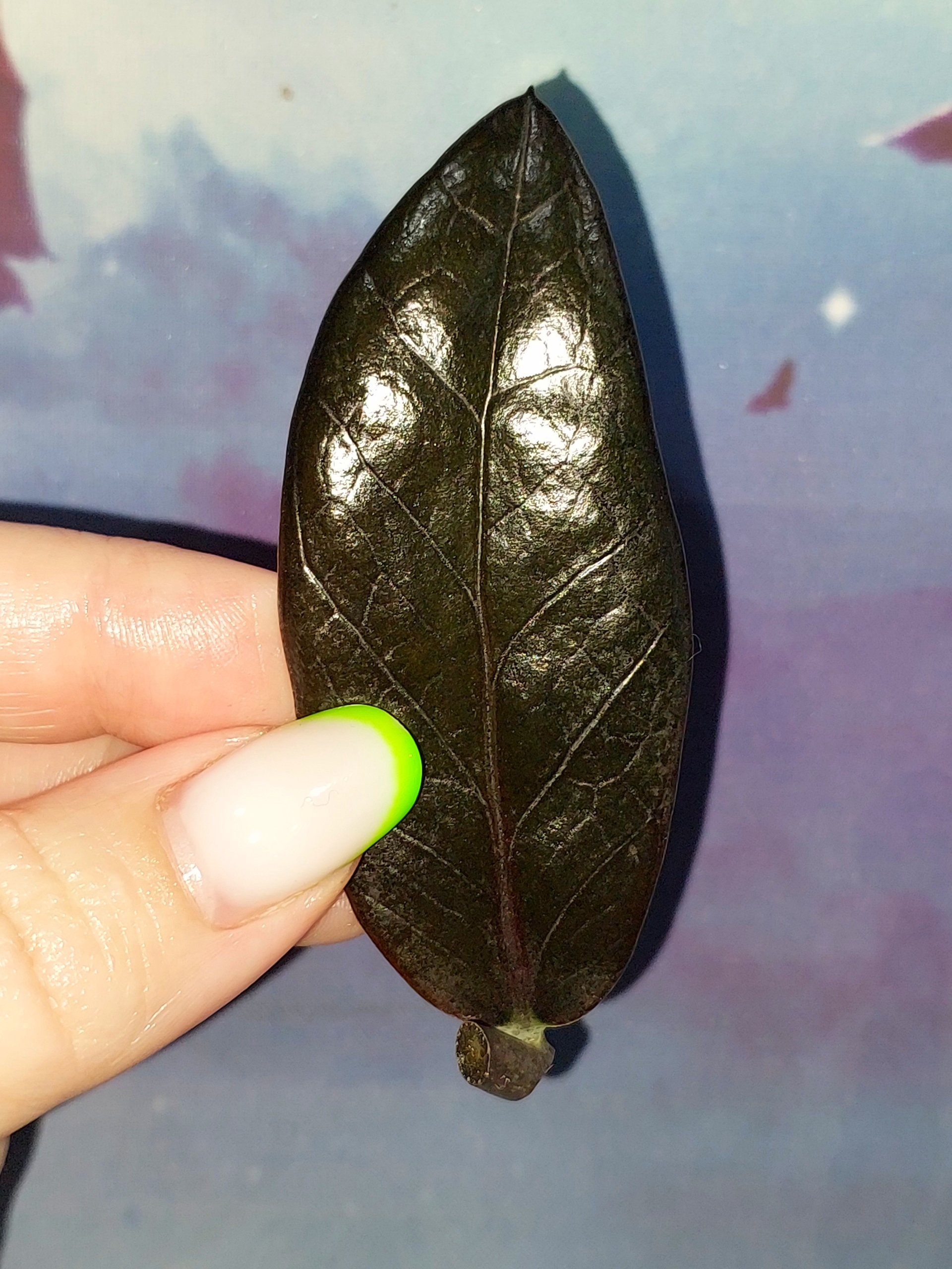 Zamioculcas Black Akebono