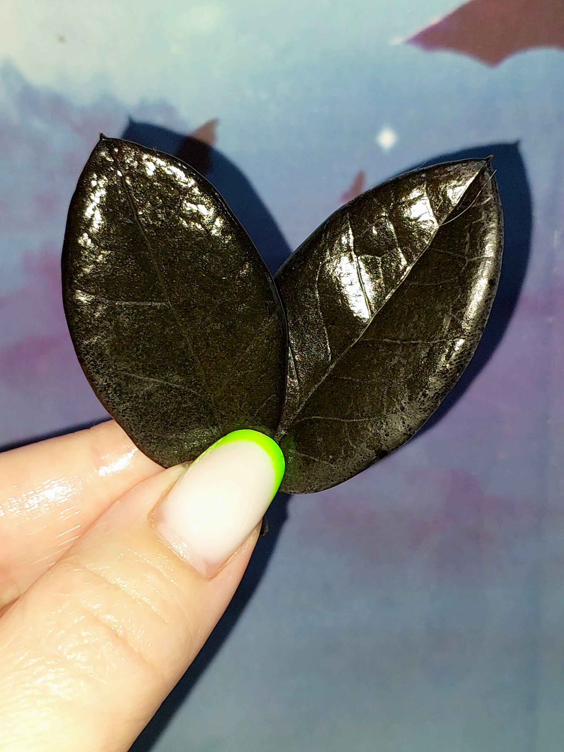 Zamioculcas Black Akebono