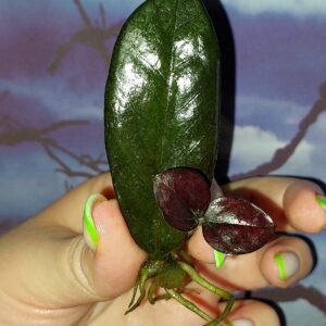 Zamioculcas Black Akebono