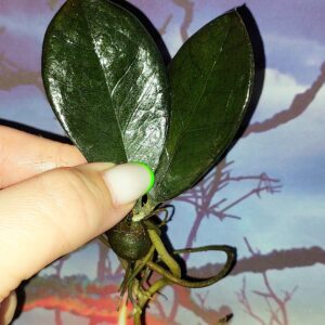 Zamioculcas Black Akebono