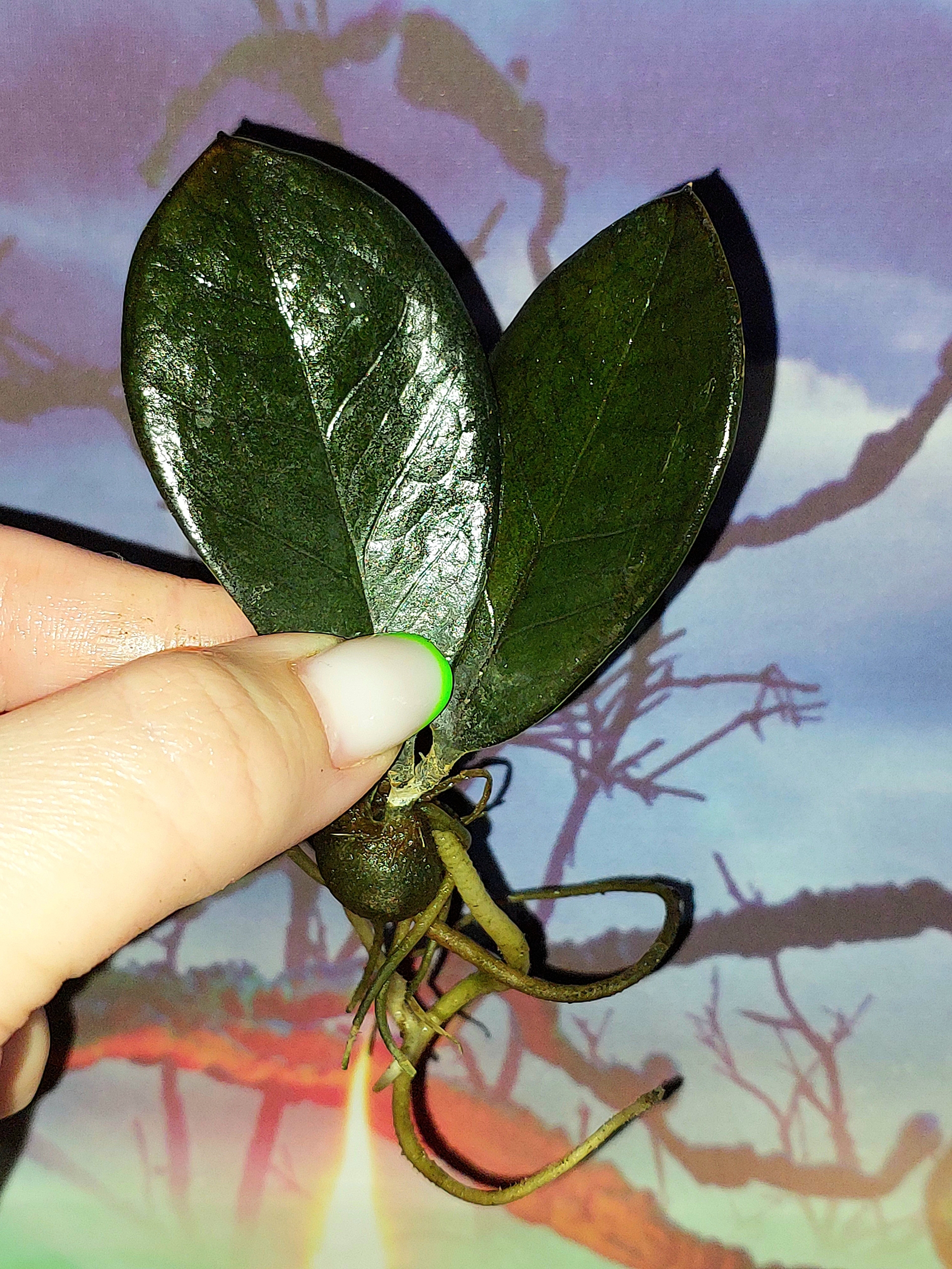 Zamioculcas Black Akebono