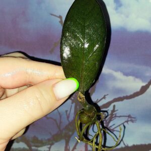 Zamioculcas Black Akebono