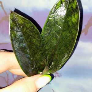 Zamioculcas Black Emerald