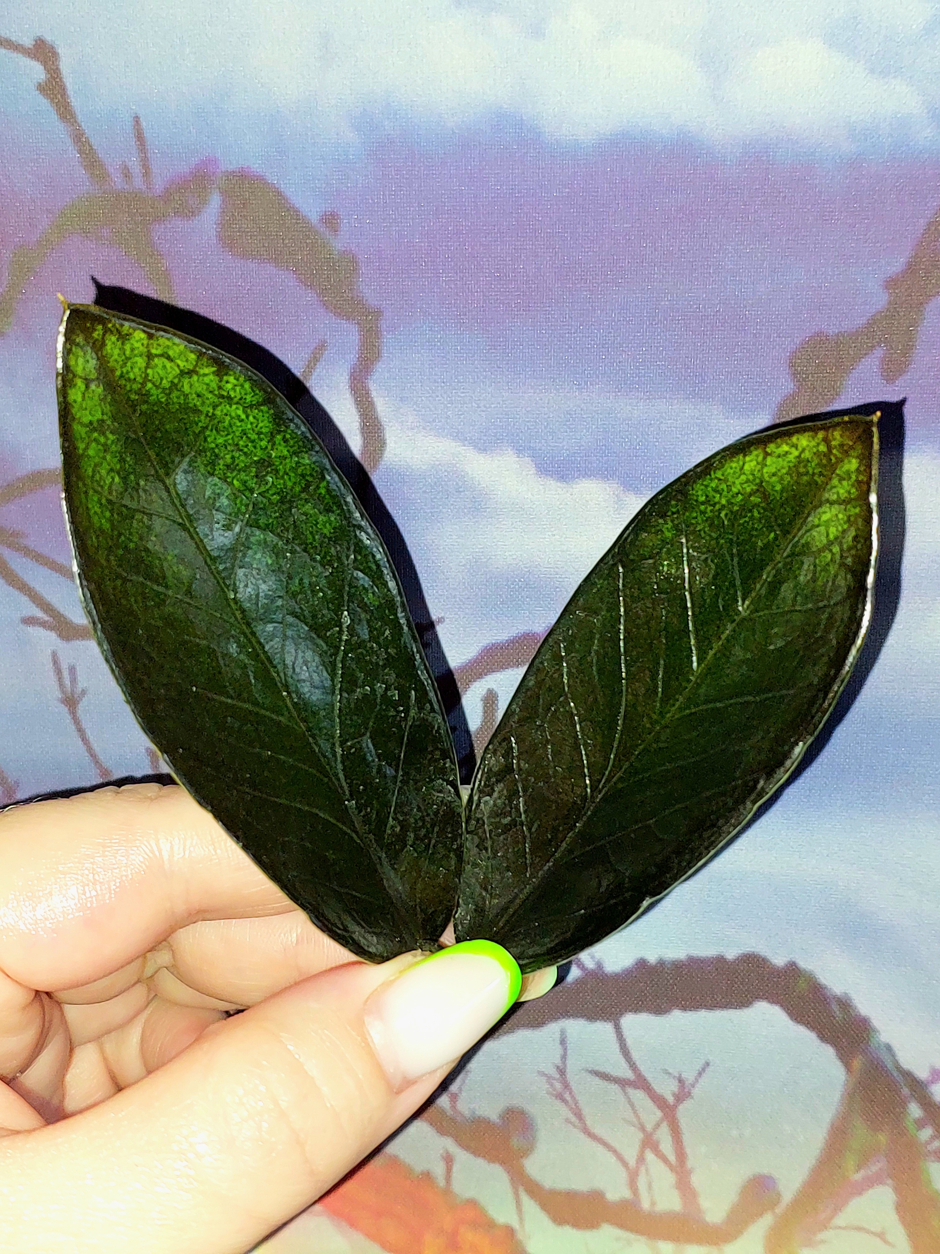 Zamioculcas Black Emerald
