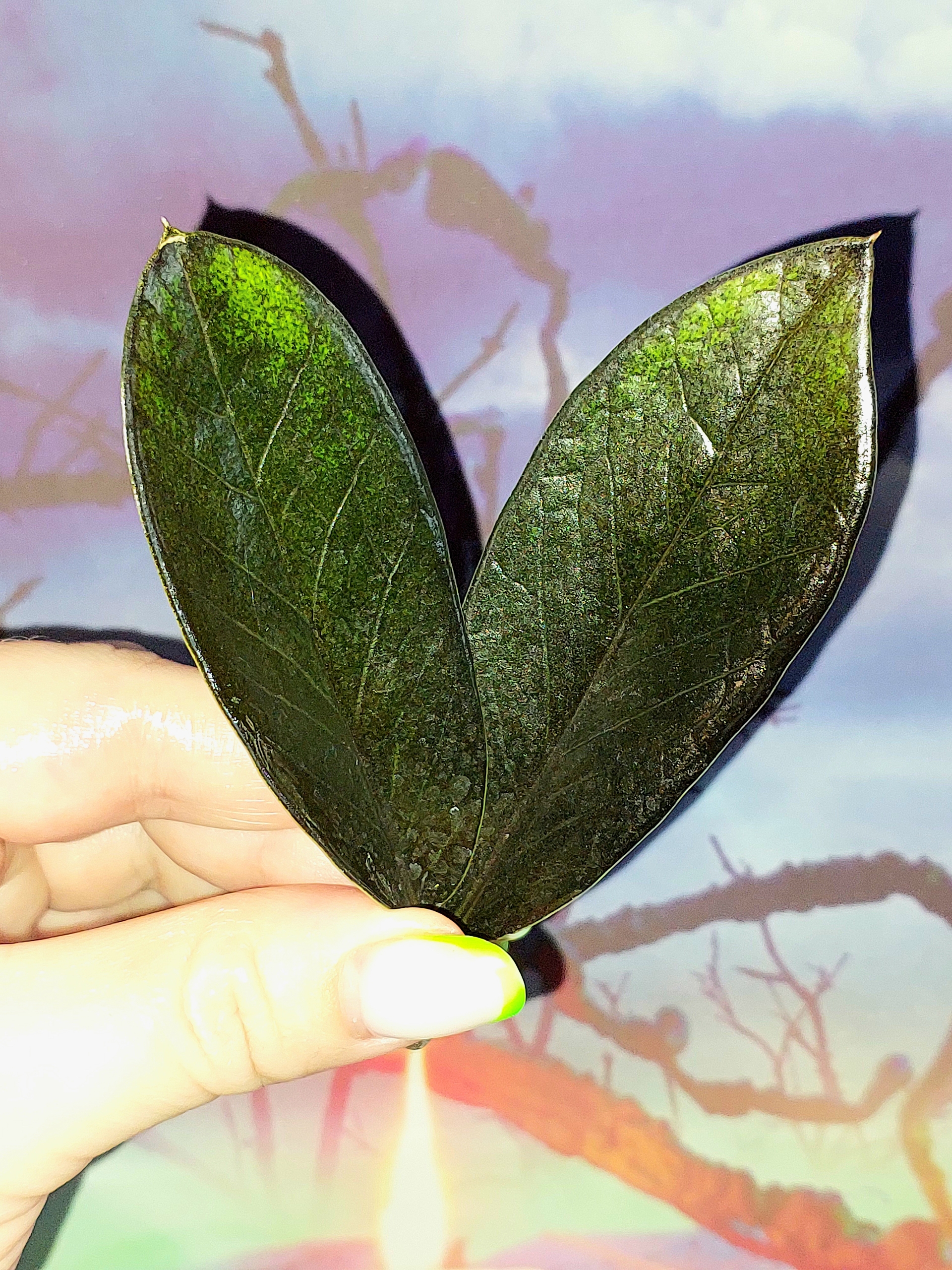 Zamioculcas Black Emerald