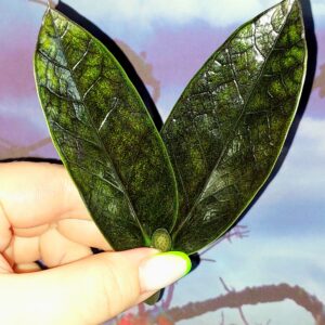 Zamioculcas Black Emerald