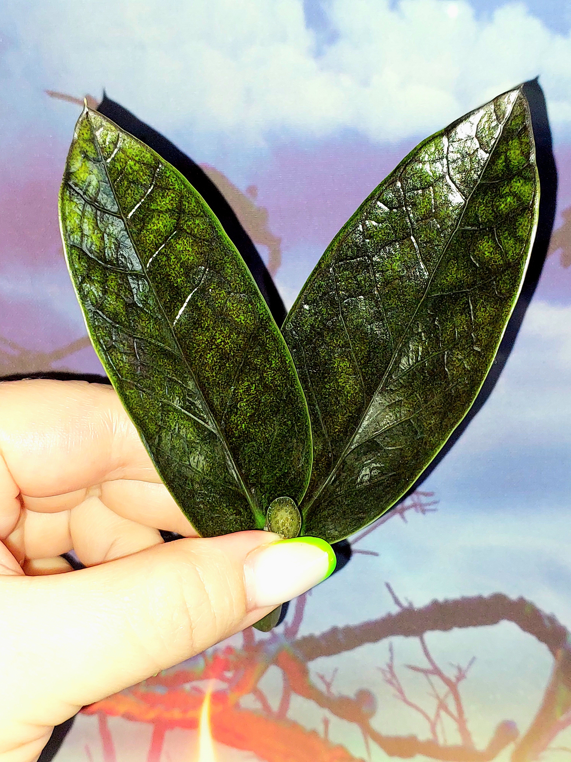 Zamioculcas Black Emerald