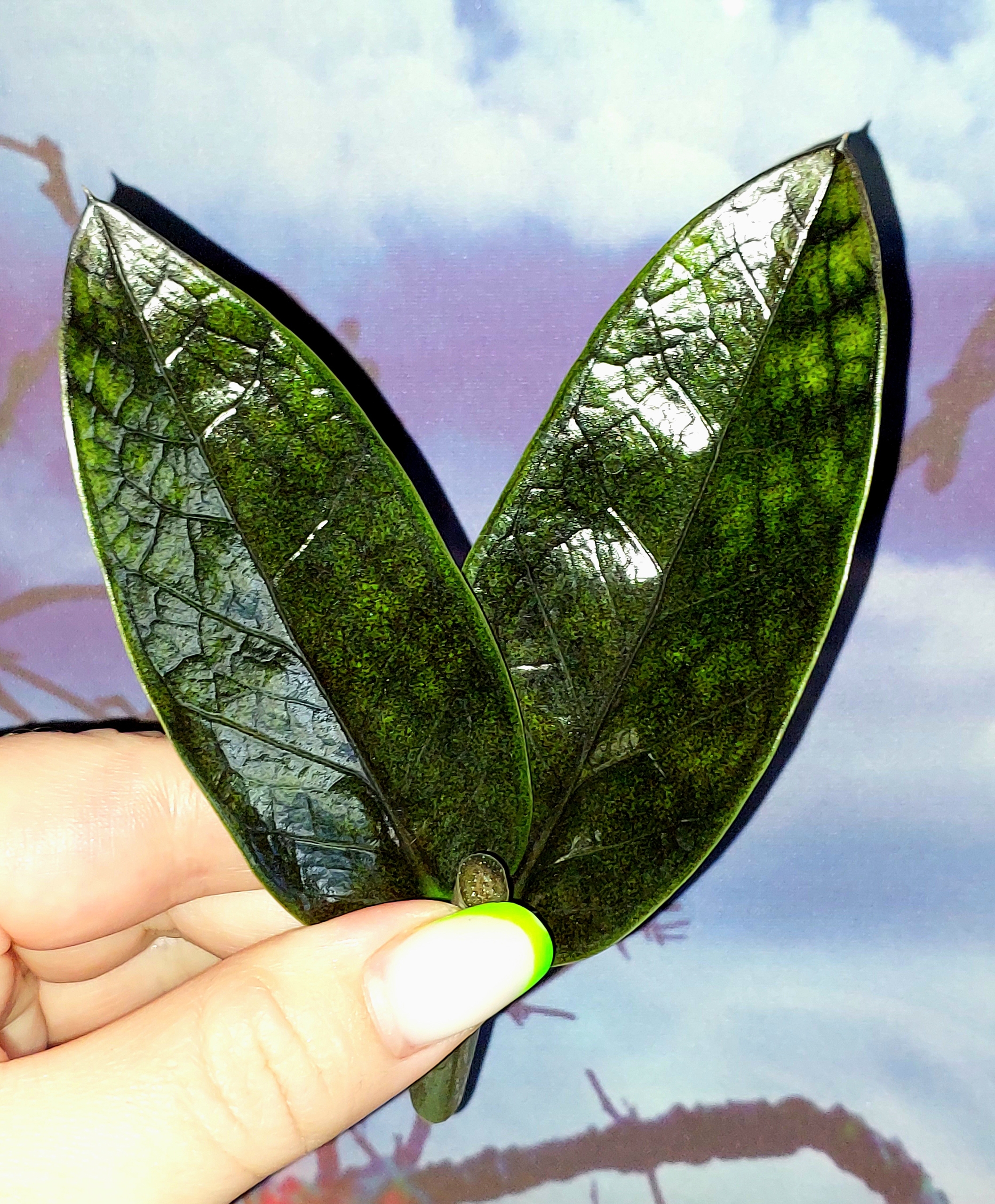 Zamioculcas Black Emerald