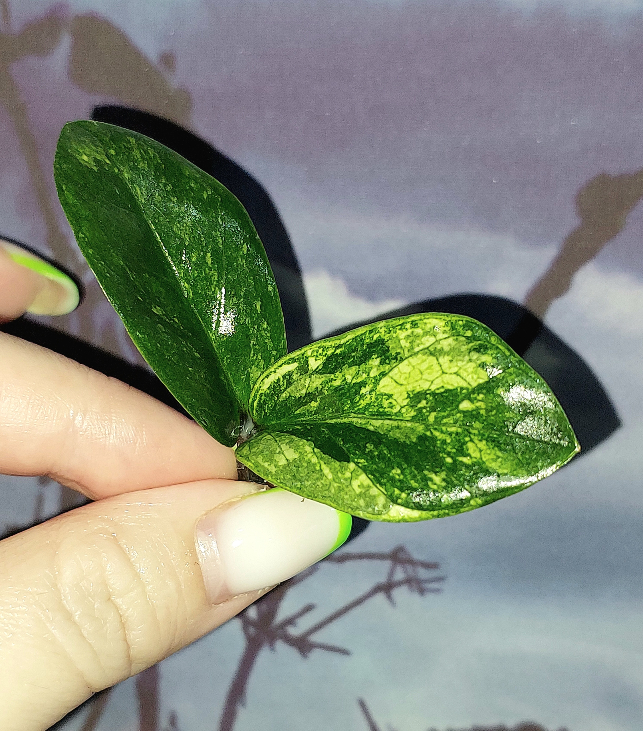 Zamioculcas Dwarf Variegated