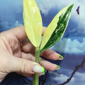 Zamioculcas Queen