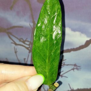Zamioculcas Queen