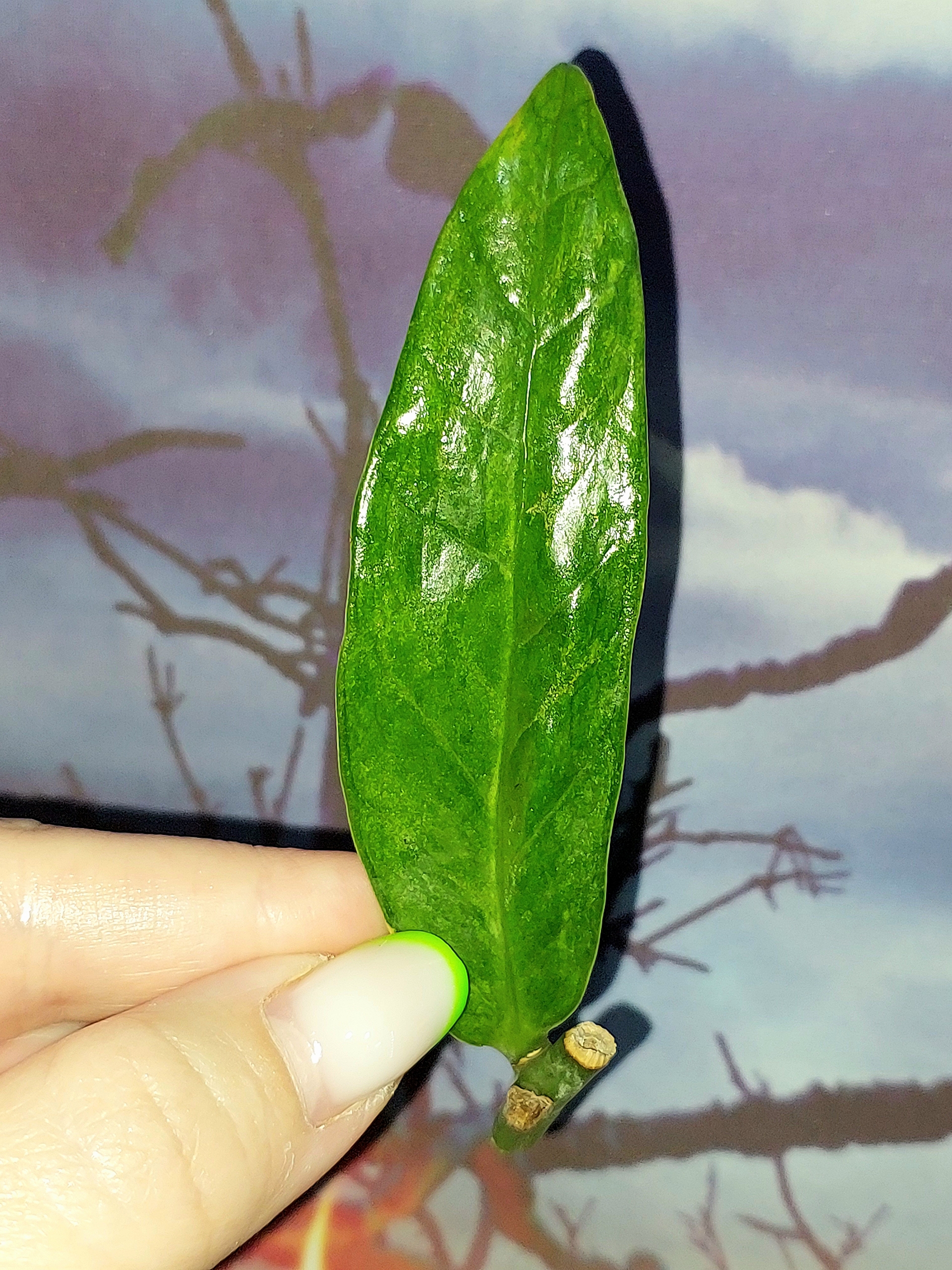 Zamioculcas Queen