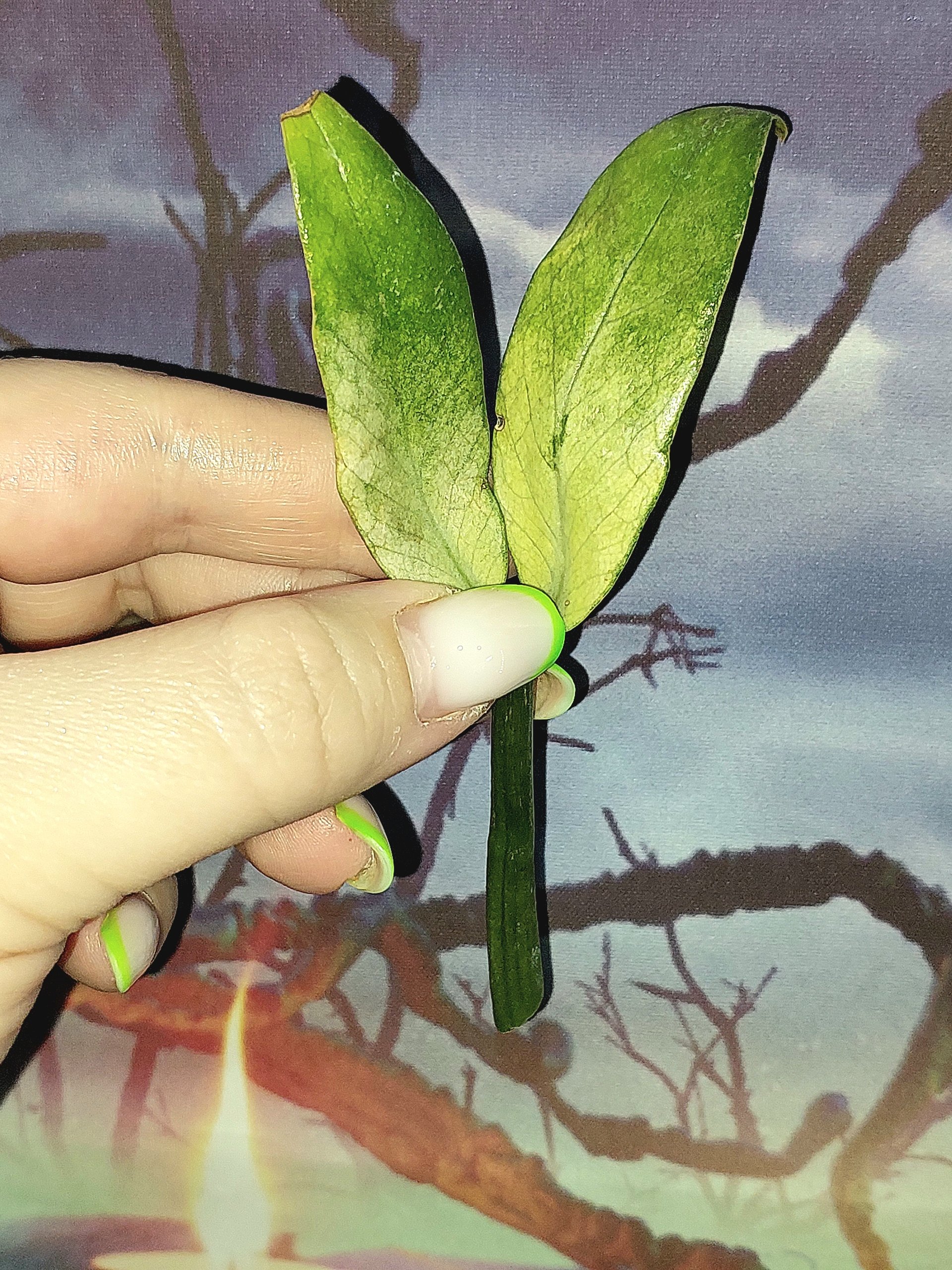 Zamioculcas Queen