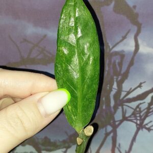 Zamioculcas Queen