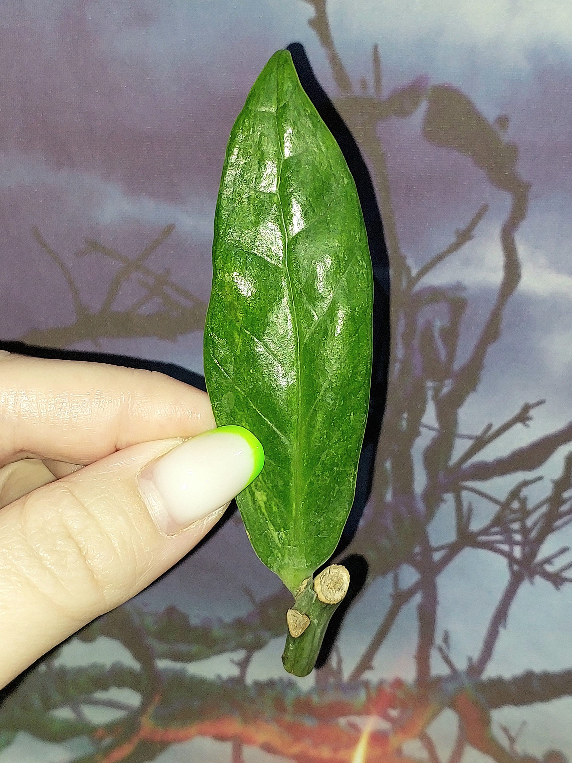 Zamioculcas Queen