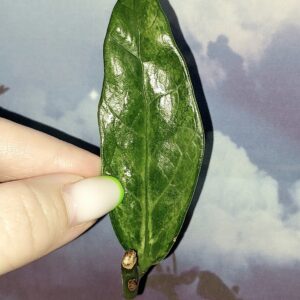 Zamioculcas Queen