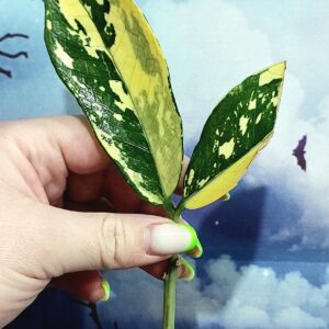 Zamioculcas Queen