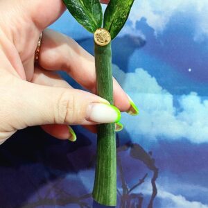 Zamioculcas Queen
