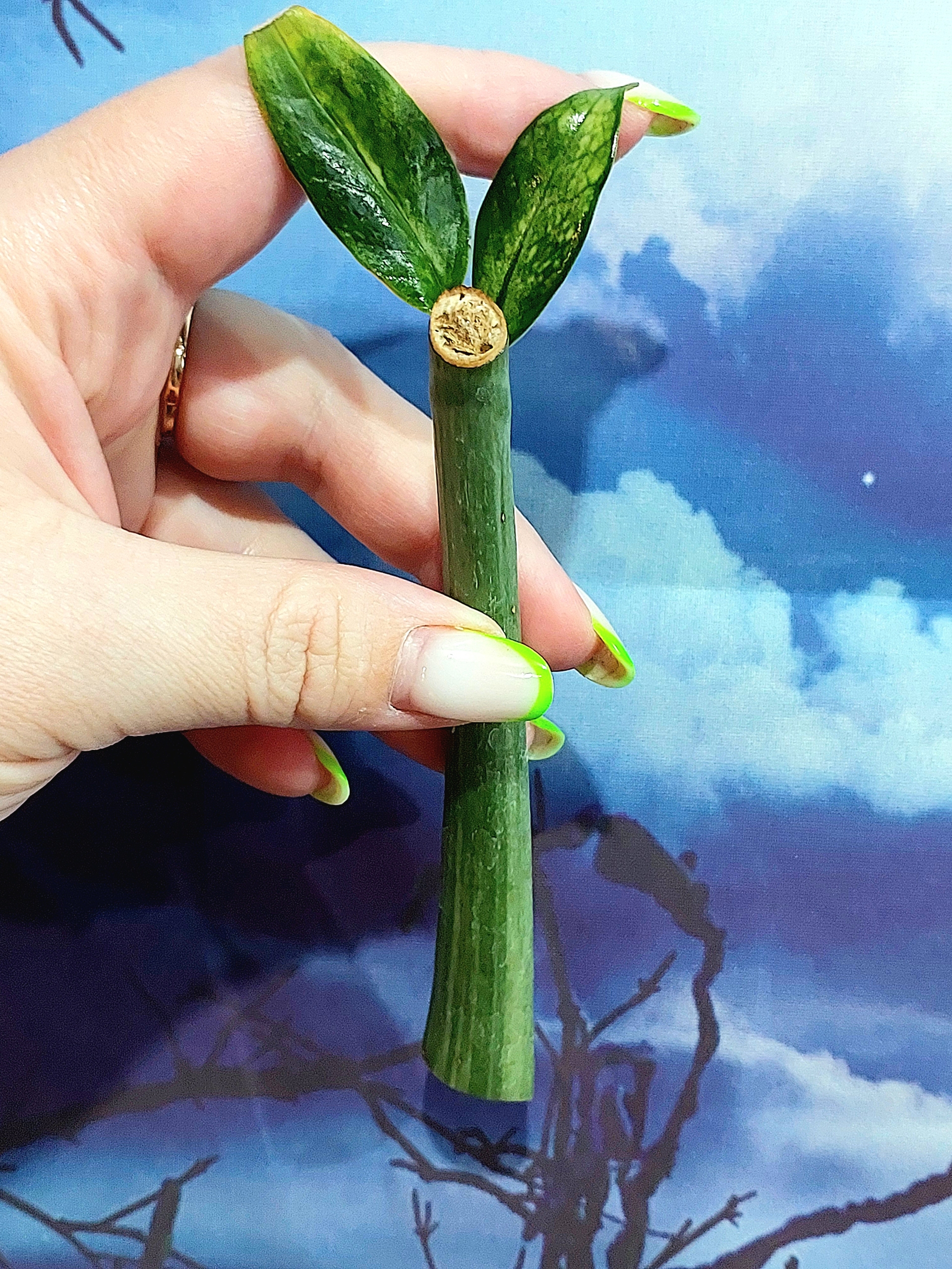 Zamioculcas Queen