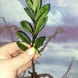 Zamioculcas Lucky White Variegated