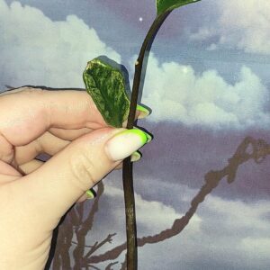 Zamioculcas Lucky White Variegated