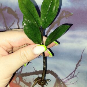 Zamioculcas Lucky White Variegated