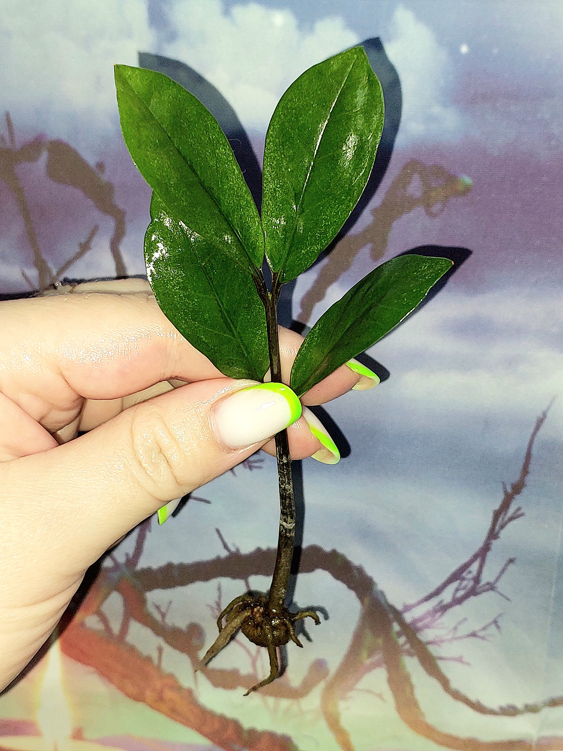 Zamioculcas Lucky White Variegated