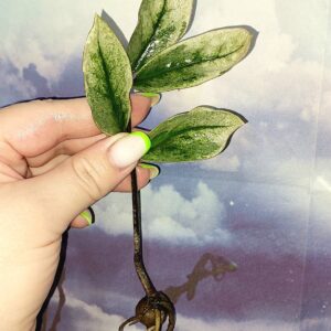 Zamioculcas Lucky White Variegated