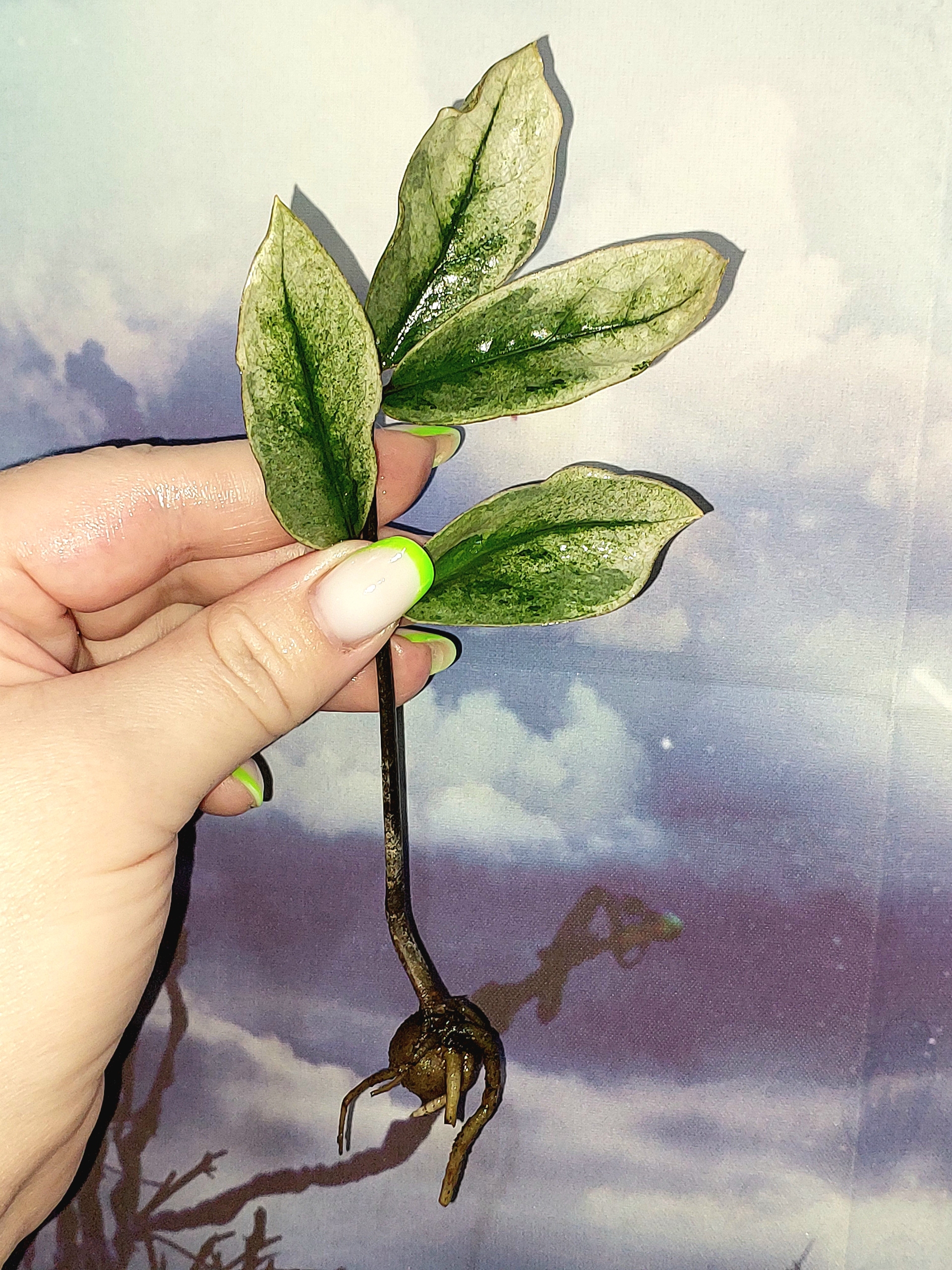 Zamioculcas Lucky White Variegated