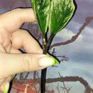 Zamioculcas Lucky White Variegated
