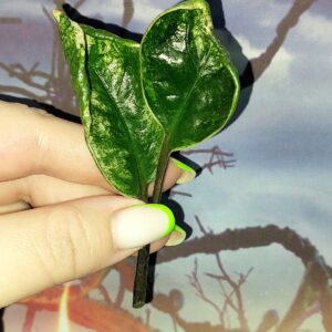 Zamioculcas Lucky White Variegated
