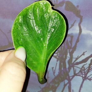 Zamioculcas Lucky White Variegated