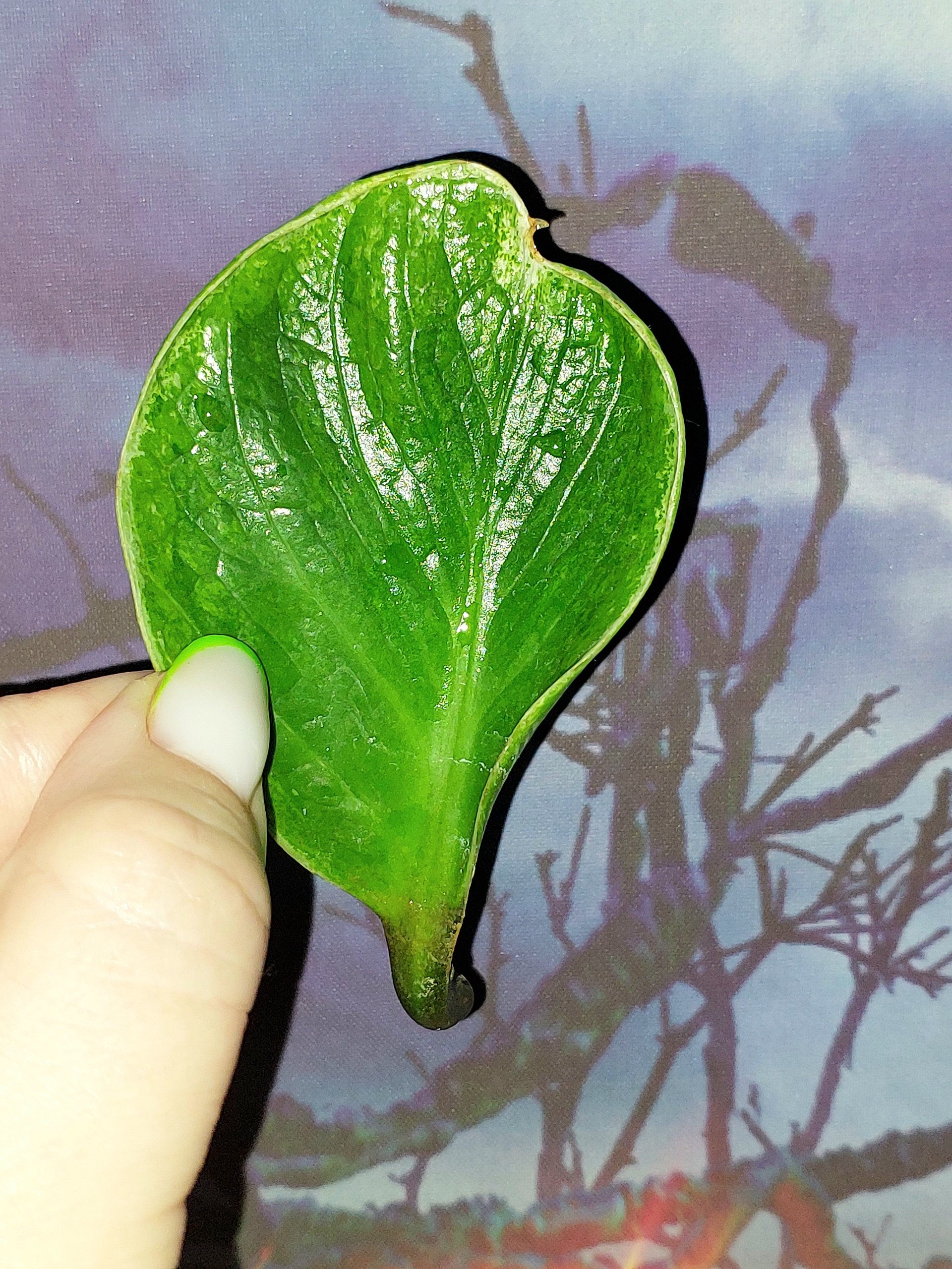 Zamioculcas Lucky White Variegated