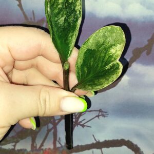 Zamioculcas Lucky White Variegated
