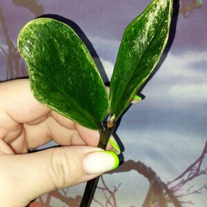 Zamioculcas Lucky White Variegated